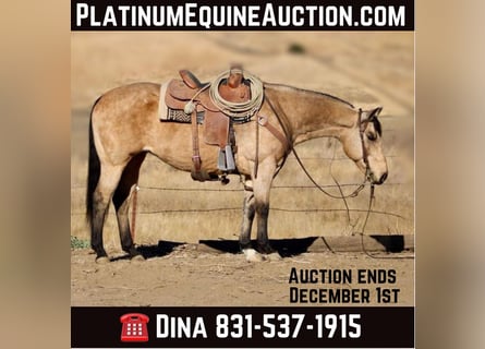 American Quarter Horse, Gelding, 12 years, 14.3 hh, Buckskin