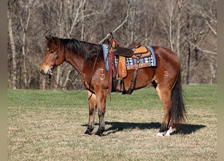 American Quarter Horse, Gelding, 12 years, 14.3 hh, Roan-Bay