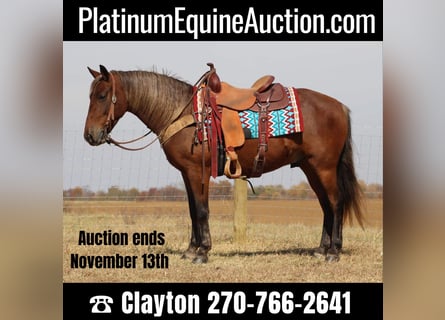 American Quarter Horse, Gelding, 12 years, 14 hh, Brown