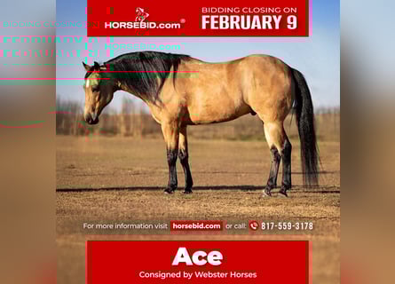 American Quarter Horse, Gelding, 12 years, 14,1 hh, Buckskin