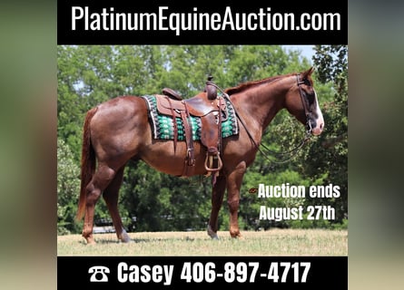 American Quarter Horse, Gelding, 12 years, 14,2 hh, Chestnut