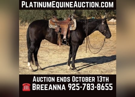 American Quarter Horse, Gelding, 12 years, 14,3 hh, Black