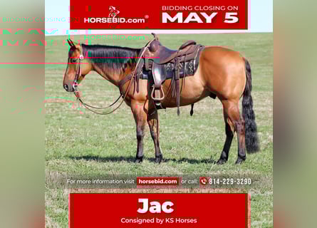 American Quarter Horse, Gelding, 12 years, 14,3 hh, Buckskin