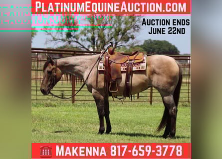 American Quarter Horse, Gelding, 12 years, 14,3 hh, Grullo