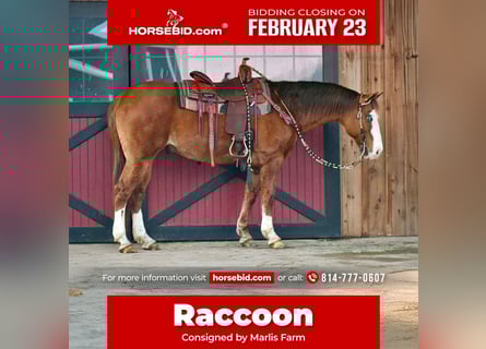 American Quarter Horse, Gelding, 12 years, 14,3 hh, Red Dun