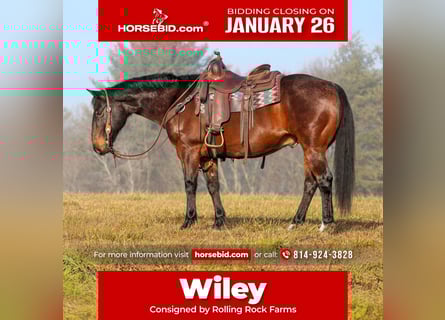 American Quarter Horse, Gelding, 12 years, 14,3 hh, Roan-Bay