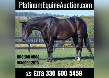 American Quarter Horse, Gelding, 12 years, 15.1 hh, Black