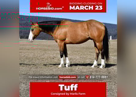 American Quarter Horse, Gelding, 12 years, 15.1 hh, Buckskin