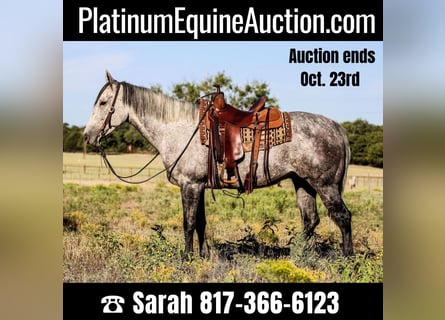 American Quarter Horse, Gelding, 12 years, 15,1 hh, Gray