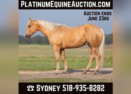 American Quarter Horse, Gelding, 12 years, 15.1 hh, Palomino