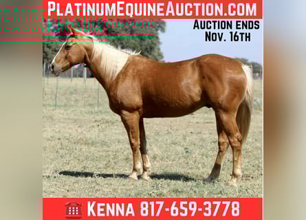 American Quarter Horse, Gelding, 12 years, 15.1 hh, Palomino