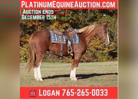 American Quarter Horse, Gelding, 12 years, 15.1 hh, Roan-Red