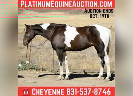 American Quarter Horse, Gelding, 12 years, 15.2 hh, Black American Quarter Horse, Gelding, 12 years, 15.2 hh, Black