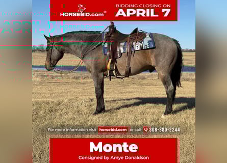 American Quarter Horse, Gelding, 12 years, 15.2 hh, Roan-Bay