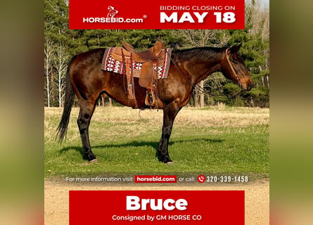 American Quarter Horse, Gelding, 12 years, 15 hh, Bay