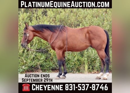 American Quarter Horse, Gelding, 12 years, 15 hh, Bay