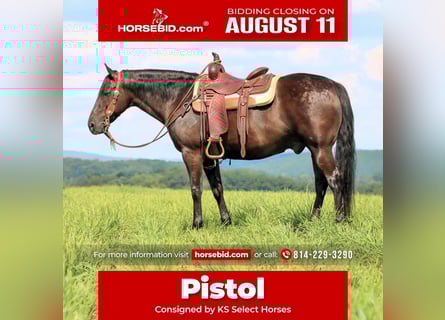 American Quarter Horse, Gelding, 12 years, 15 hh, Black