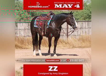 American Quarter Horse, Gelding, 12 years, 15 hh, Black