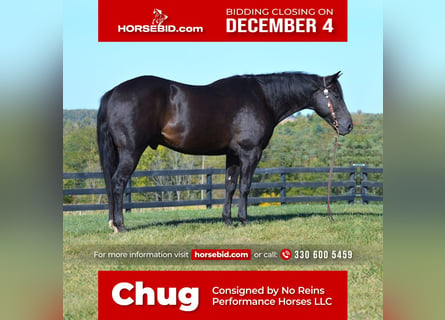 American Quarter Horse, Gelding, 12 years, 15 hh, Black