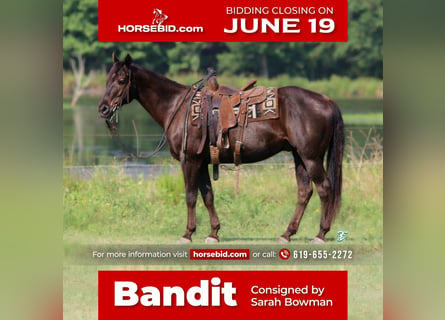American Quarter Horse, Gelding, 12 years, 15 hh, Brown