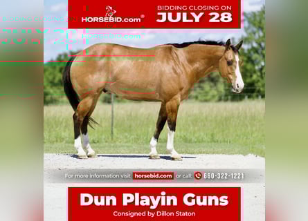 American Quarter Horse, Gelding, 12 years, 15 hh, Buckskin