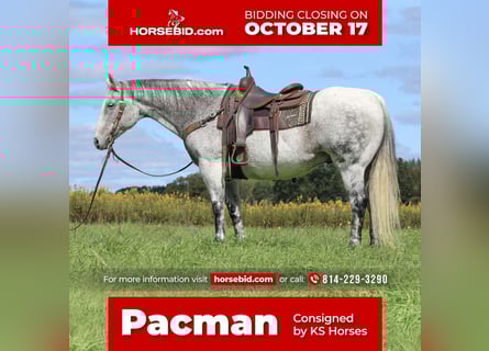 American Quarter Horse Mix, Gelding, 12 years, 15 hh, Gray
