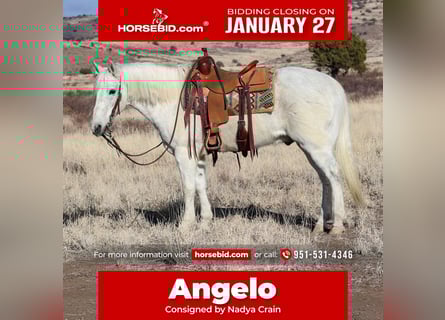 American Quarter Horse, Gelding, 12 years, 15 hh, Gray