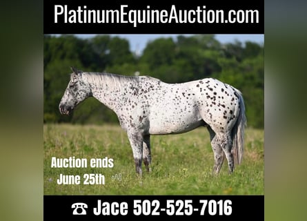 American Quarter Horse, Gelding, 12 years, 15 hh, Leopard-Piebald