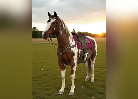 American Quarter Horse, Gelding, 12 years, 15 hh, Overo-all-colors