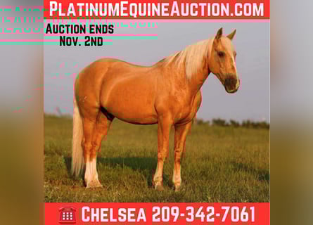 American Quarter Horse, Gelding, 12 years, 15 hh, Palomino