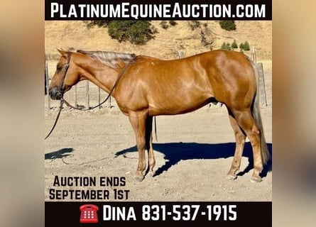 American Quarter Horse, Wallach, 12 Jahre, 15 hh, Palomino