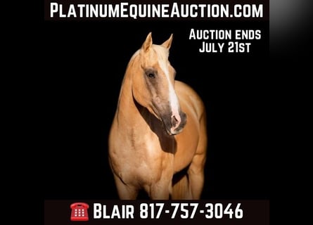 American Quarter Horse, Gelding, 12 years, 15 hh, Palomino