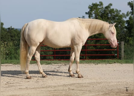American Quarter Horse, Gelding, 12 years, 15 hh, Perlino