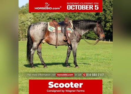 American Quarter Horse, Gelding, 12 years, 15 hh, Roan-Bay