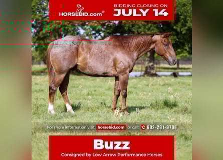 American Quarter Horse, Gelding, 12 years, 15 hh, Roan-Red