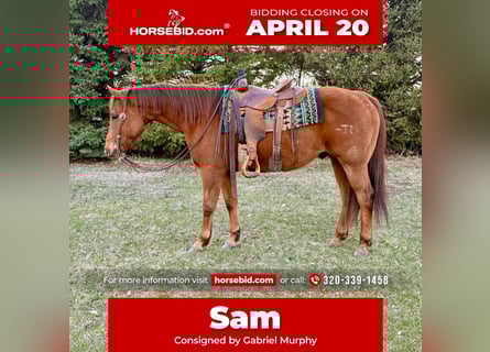 American Quarter Horse, Gelding, 12 years, 15 hh, Sorrel