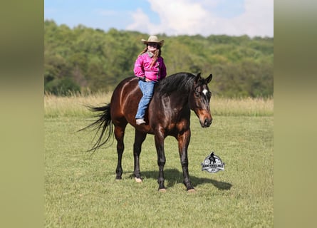 American Quarter Horse, Gelding, 12 years, 15 hh