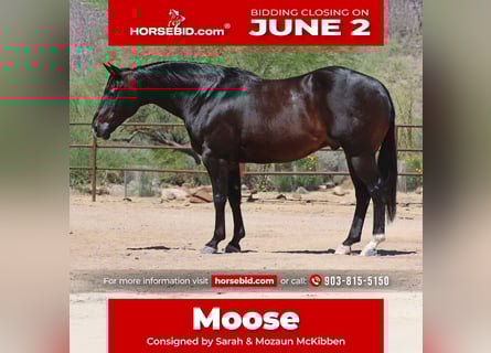 American Quarter Horse, Gelding, 12 years, 15,1 hh, Brown