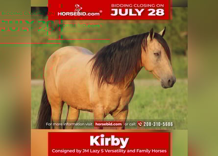 American Quarter Horse Mix, Gelding, 12 years, 15,1 hh, Buckskin