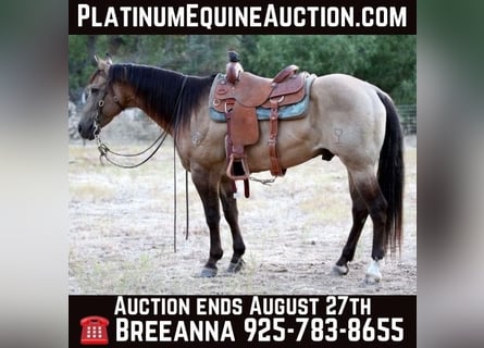 American Quarter Horse, Gelding, 12 years, 15,1 hh, Buckskin