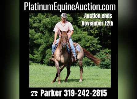 American Quarter Horse, Gelding, 12 years, 15,1 hh, Roan-Red