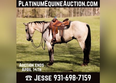 American Quarter Horse, Gelding, 12 years, 15,2 hh, Buckskin