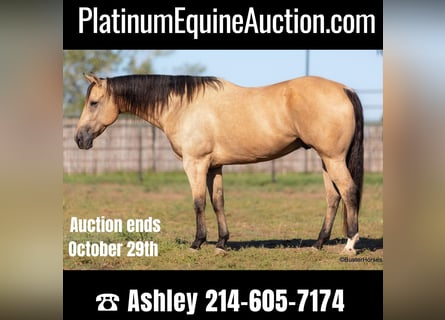 American Quarter Horse, Gelding, 12 years, 15,2 hh, Buckskin