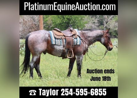 American Quarter Horse, Gelding, 12 years, 15,2 hh, Roan-Bay