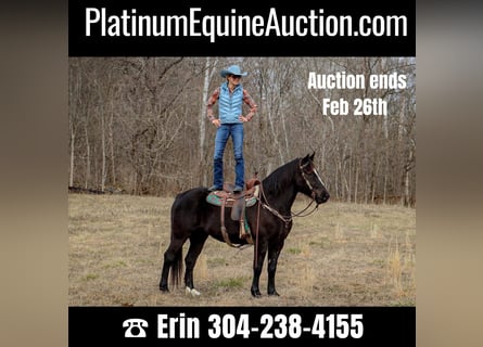American Quarter Horse, Gelding, 12 years, 15,3 hh, Black
