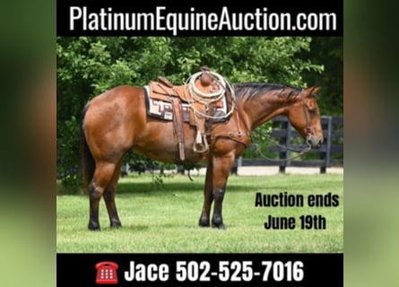 American Quarter Horse, Gelding, 12 years, 15,3 hh, Roan-Bay
