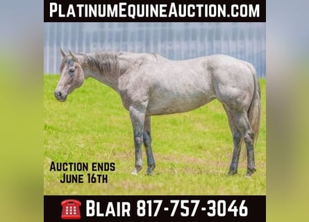 American Quarter Horse, Gelding, 12 years, 16 hh, Gray