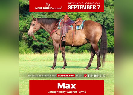 American Quarter Horse, Gelding, 12 years, Buckskin