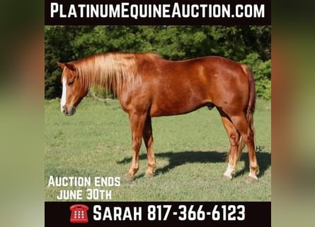 American Quarter Horse, Gelding, 12 years, Chestnut