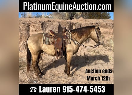 American Quarter Horse, Gelding, 12 years, Dun